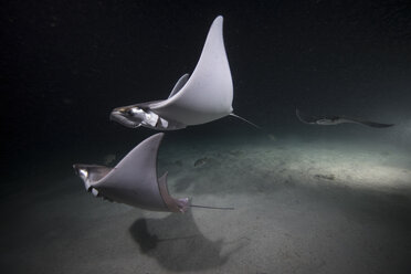 Mobula rays feeding on plankton at night - ISF03808