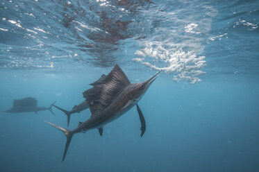 Sailfish hunting sardine baitballs close to surface - ISF03809