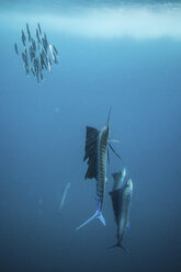 Sailfish hunting sardine baitballs close to surface - ISF03810