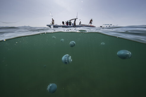 Kanonenkugel-Qualle (Stomolophus meleagris) im Meer, Unterwasseransicht, La Paz, Baja California Sur, Mexiko, Nordamerika - ISF03842