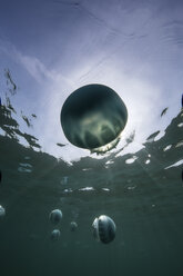 Cannonball jellyfish (Stomolophus meleagris), in ocean, underwater view, La Paz, Baja California Sur, Mexico, North America - ISF03843