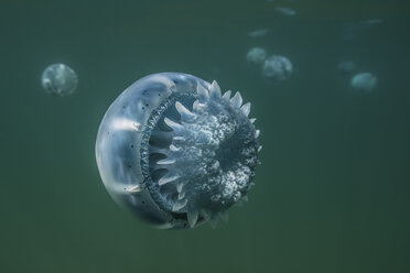 Cannonball jellyfish (Stomolophus meleagris), in ocean, underwater view, La Paz, Baja California Sur, Mexico, North America - ISF03844