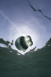 Cannonball jellyfish (Stomolophus meleagris), in ocean, underwater view, La Paz, Baja California Sur, Mexico, North America - ISF03845