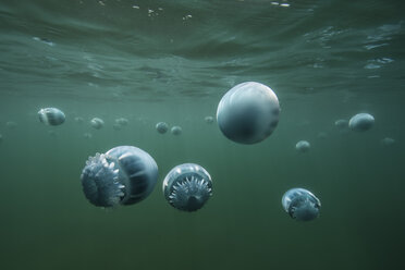 Cannonball jellyfish (Stomolophus meleagris), in ocean, underwater view, La Paz, Baja California Sur, Mexico, North America - ISF03847