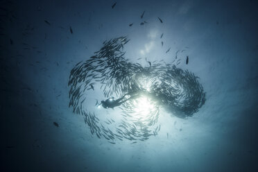 Unterwasseraufnahme eines Tauchers, der zwischen schwimmenden Stachelmakrelen im blauen Meer taucht, Baja California, Mexiko - ISF03848