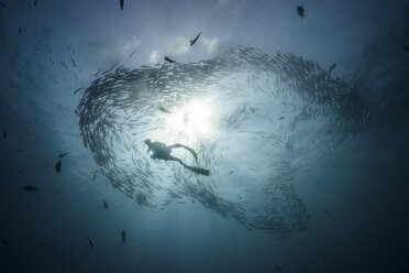 Unterwasseraufnahme eines Tauchers, der zwischen schwimmenden Stachelmakrelen im blauen Meer taucht, Baja California, Mexiko - ISF03849