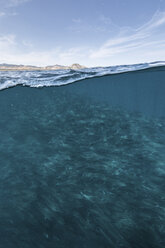 Underwater and over view of swimming school of jack fish in blue sea, Baja California, Mexico - ISF03850