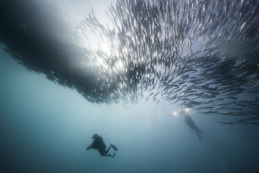 Unterwasseransicht von zwei Sporttauchern, die unter schwimmenden Stachelmakrelen im blauen Meer tauchen, Baja California, Mexiko - ISF03851