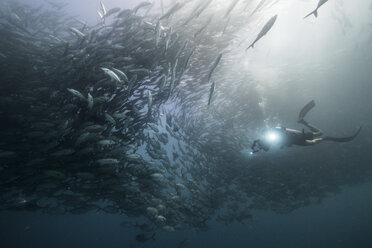 Unterwasseransicht eines Tauchers, der zwischen schwimmenden Stachelmakrelen im blauen Meer taucht, Baja California, Mexiko - ISF03852