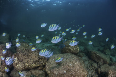 Fisch im Meer, Isla Espiritu Santo, La Paz, Baja California Sur, Mexiko - ISF03856