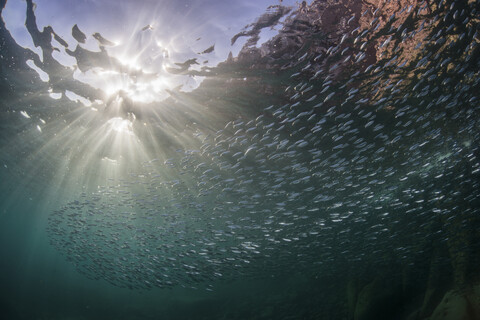 Sardines in ocean, La Paz, Baja California Sur, Mexico stock photo