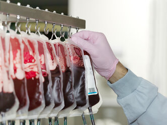 Beutel mit gespendetem Blut hängen in der Verarbeitungsanlage einer Blutbank - ISF04018