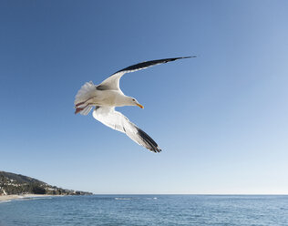Seagull in flight, Laguna Beach, California, United States, North America - ISF04181