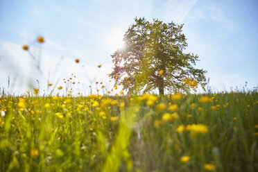 Einzelne Eiche im Feld, Munsing, Bayern, Deutschland - ISF04263