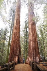 Frau blickt auf Mammutbäume im Sequoia National Park, Kalifornien, Vereinigte Staaten - ISF04380