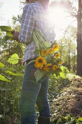 Junge Frau wählt Sonnenblumen (Helianthus) auf einem sonnenbeschienenen Feld einer Blumenfarm aus - ISF04431
