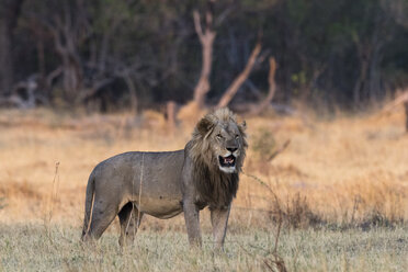 Porträt eines Löwen (Panthera leo), Okavango-Delta, Botsuana, Afrika - ISF04479