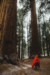 Junger männlicher Wanderer, eingewickelt in einen roten Schlafsack im Wald, Sequoia National Park, Kalifornien, USA - ISF04496