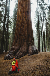 Junger männlicher Wanderer, eingewickelt in einen roten Schlafsack, Blick auf einen Mammutbaum, Sequoia National Park, Kalifornien, USA - ISF04497