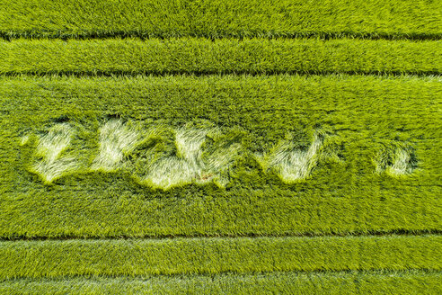 Luftaufnahme eines Getreidefeldes - STSF01577