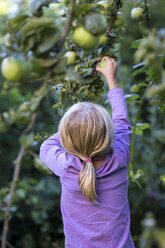 Rückenansicht eines kleinen Mädchens, das einen Apfel vom Baum pflückt - JFEF00863