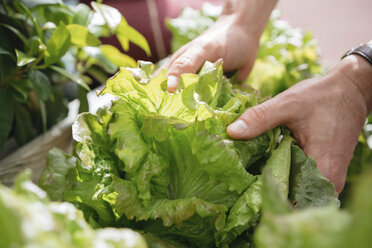 Young man picking lettuce from wooden trough, close-up - ISF04537