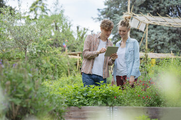 Junger Mann und Frau im städtischen Garten, die mit einem digitalen Tablet Pflanzen fotografieren - ISF04546