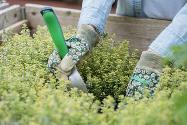 Beschnittene Ansicht einer Frau mit Gartenhandschuhen bei der Gartenarbeit - ISF04547