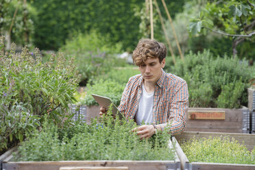 Man in garden using digital tablet to identify plant - ISF04549