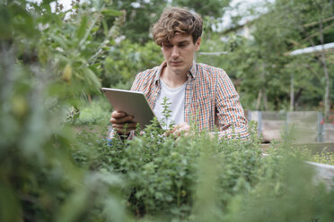 Mann im Garten mit digitalem Tablet zur Pflanzenbestimmung - ISF04550