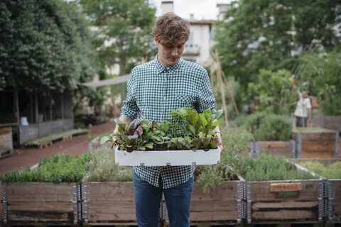 Mann im Garten hält Tablett mit Pflanzen, lizenzfreies Stockfoto