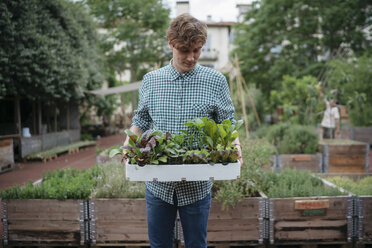 Mann im Garten hält Tablett mit Pflanzen - ISF04553