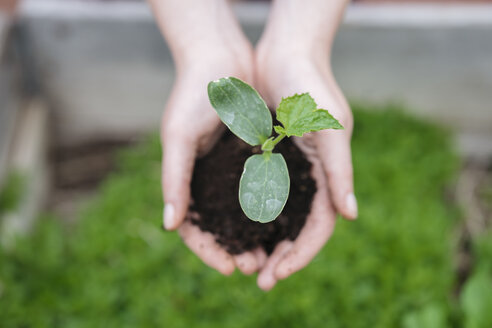 Woman's hands holding seedling - ISF04554