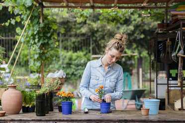 Woman in potting shed potting plant - ISF04559