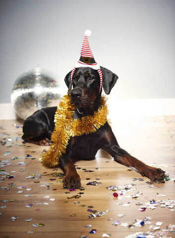 Hund mit Weihnachtsmannmütze auf dem Kopf, lizenzfreies Stockfoto