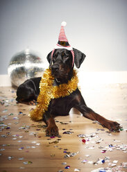 Hund mit Weihnachtsmannmütze auf dem Kopf - ISF04646