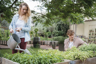 Young man and woman tending to plants in wooden troughs, young woman water plants using watering can - ISF04650