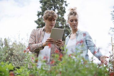 Junger Mann und Frau im städtischen Garten, die mit einem digitalen Tablet Pflanzen fotografieren - ISF04651