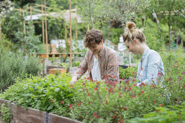 Young man and woman tending to plants growing in wooden trough - ISF04658