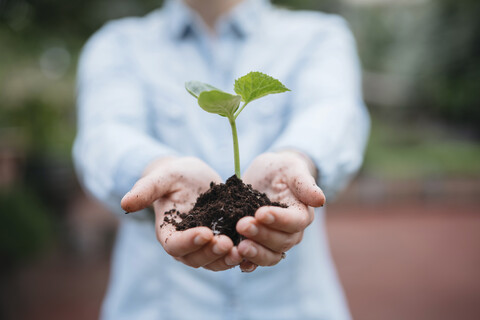 Cropped view of woman holding seedling stock photo