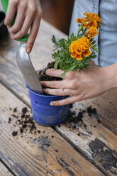 Cropped view of woman potting plant - ISF04674