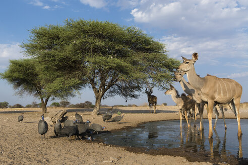 Fernkameraaufnahme eines Großkudus (Tragelaphus strepsiceros) und eines Helmperlhuhns (Numida meleagris) an einer Wasserstelle, Kalahari, Botswana, Afrika - ISF04693