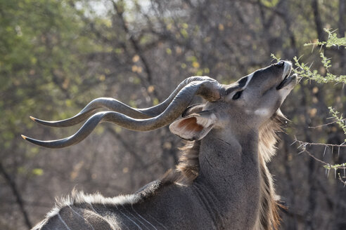 Porträt eines männlichen Großen Kudu (Tragelaphus strepsiceros), Kalahari, Botsuana, Afrika - ISF04694