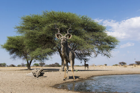 Porträt des Großen Kudu (Tragelaphus strepsiceros), Kalahari, Botsuana, Afrika - ISF04695