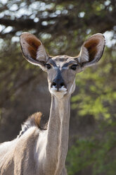 Porträt eines weiblichen Großen Kudu (Tragelaphus strepsiceros), Kalahari, Botsuana, Afrika - ISF04696