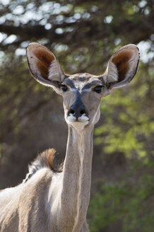 Porträt eines weiblichen Großen Kudu (Tragelaphus strepsiceros), Kalahari, Botsuana, Afrika - ISF04696