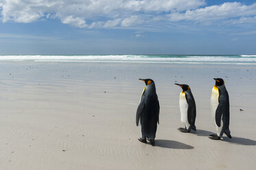 Königspinguine (Aptenodytes patagonica), auf das Meer zugehend, Port Stanley, Falklandinseln, Südamerika - ISF04698