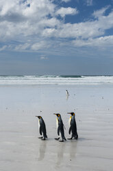 Königspinguine (Aptenodytes patagonica), auf das Meer zugehend, Port Stanley, Falklandinseln, Südamerika - ISF04699