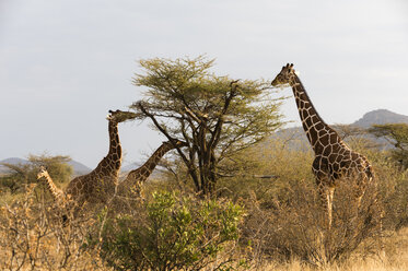 Netzgiraffe (Giraffa camelopardalis reticulata), Kalama Wildlife Conservancy, Samburu, Kenia, Afrika - ISF04701