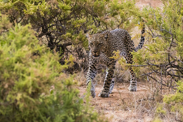 Leopard (Panthera pardus), Samburu-Nationalreservat, Kenia, Afrika - ISF04702